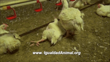 LaBlueGirl mexico vegan chicken vegano GIF
