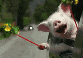 Ad gif. Baby pig from the Geico commercial is leaning out of a car window holding a streamer and yelping with joy.