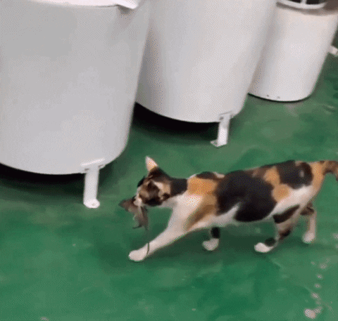 Cat Mouse GIF by JustViral.Net