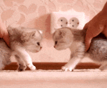 Fur Babies
