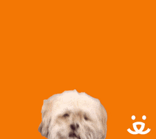 Foster Adopt GIF by Best Friends Animal Society