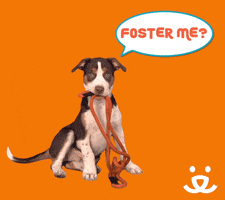 Foster Adopt GIF by Best Friends Animal Society