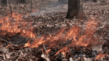 VirginiaTech fire burn forests virginiatech GIF