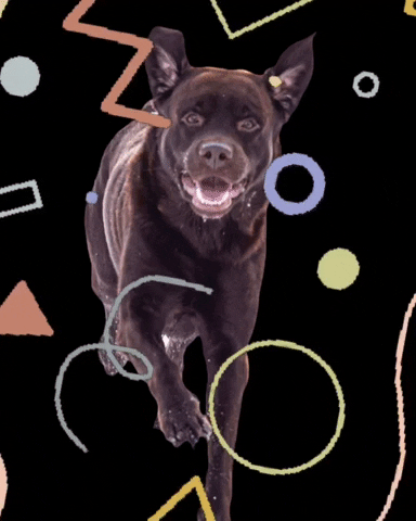 Andrea and the Dog GIF