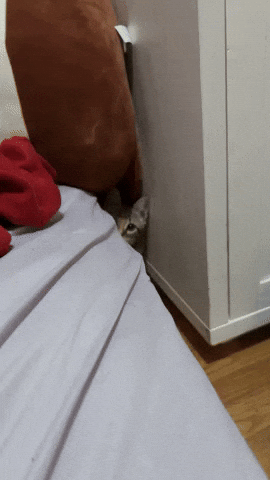 Eden Darla GIF