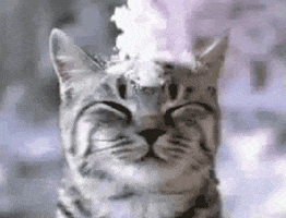 Video gif. A clump of snow falls down on a tabby cat's head.