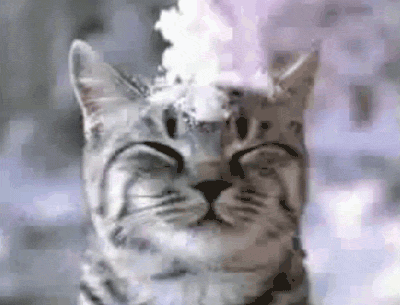 Kat Sneeuw GIF