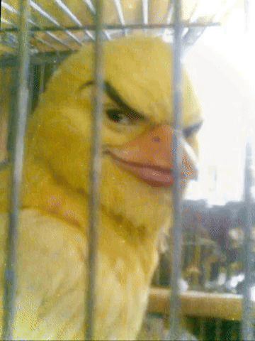 Bird GIF