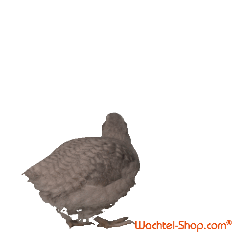 Quail Sticker by Wachtel-Shop for iOS & Android | GIPHY