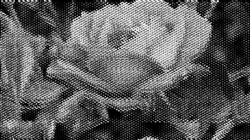 Blooming Black And White GIF by Alina Sánchez