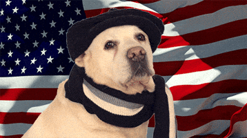 independence day dog GIF