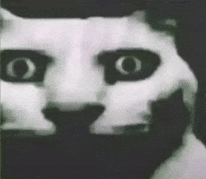 Horrifiedcat GIF