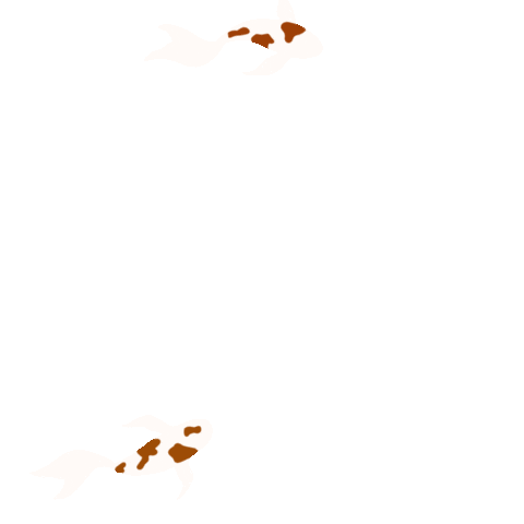 Coi Fish Sticker