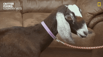 National Geographic Goat GIF by Nat Geo Wild