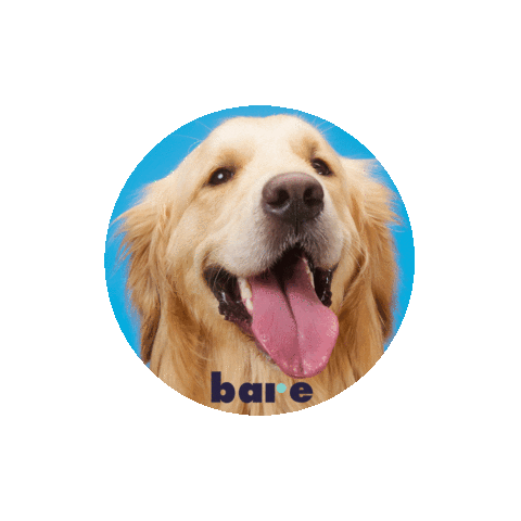 Golden Retriever Puppies Sticker by Bare