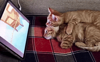 Cat Cuddles GIF by Andi
