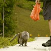 Monkey Singapore GIF by BBC America