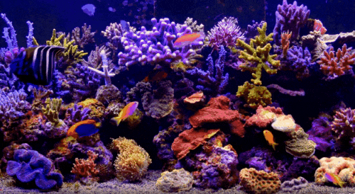 Aquarium GIF - Find & Share on GIPHY