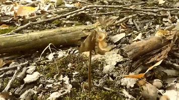 Animals GIF