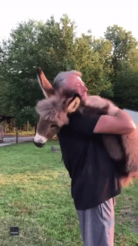 Man Cradles Donkey at Ohio Farm 