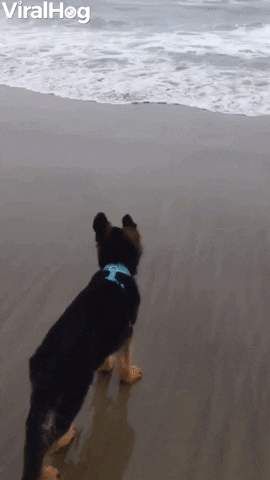 Puppy German Shepherd Runs Away From Waves GIF by ViralHog