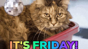 Its Friday Cat GIF by Nebraska Humane Society