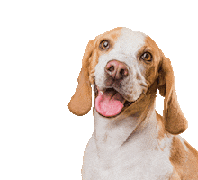 Mon Ami Mascotas Sticker