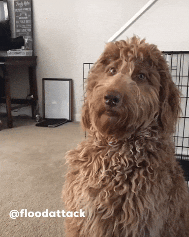 Side Eye Skinwalker GIF