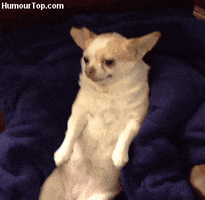 Chihuahua Angry Gifs Get The Best Gif On Giphy