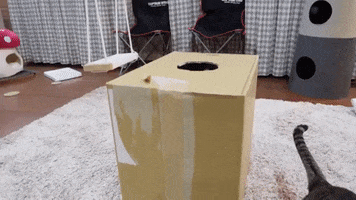 Cat GIF
