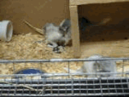 Chinchilla GIFs - Find & Share on GIPHY