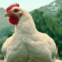 Happy Chicken GIF by Foster Farms