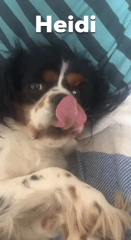 Dog GIF