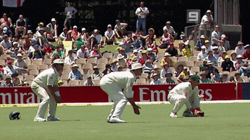 cricketcomau GIF