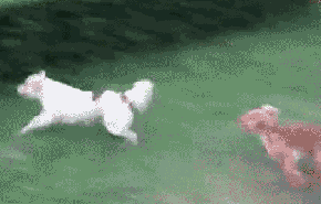 [Obrazek: giphy.gif?cid=ecf05e477hk5md2bead7x1n6mb...=giphy.gif]