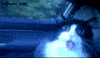 scared crazy cats GIF