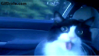 cat car scared meow crazy cat GIF