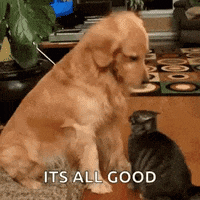 Geluid Nos Gifs Get The Best Gif On Giphy Geluid Nos Gifs Get The Best Gif On Giphy