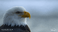 America What GIF by Nat Geo Wild