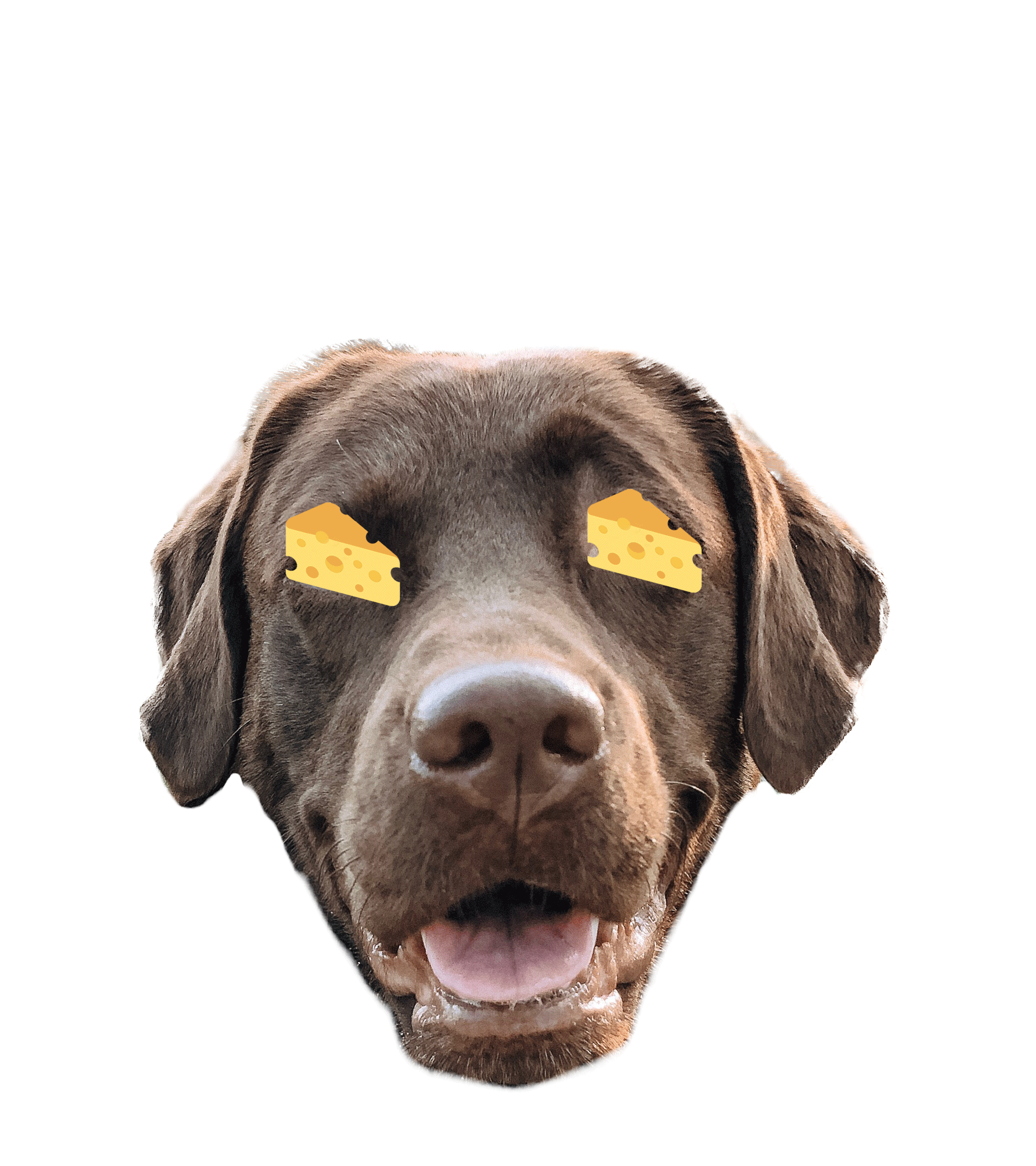 Hungry Cheese Sticker for iOS & Android GIPHY