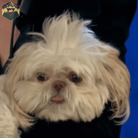 hyperrpg reaction cute dog excited GIF