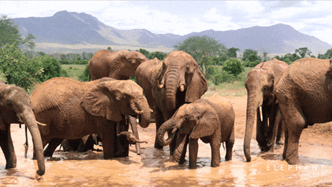 Elephant Herd Gifs Get The Best Gif On Giphy