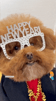 Happy New Year GIF