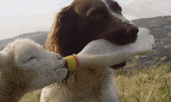 Video gif. Dog unenthusiastically holds a reused soda plastic bottle that has been made into a baby bottle. A lamb sucks on the end of the milk bottle, getting milk all over its snout.