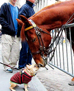 adorable horse GIF