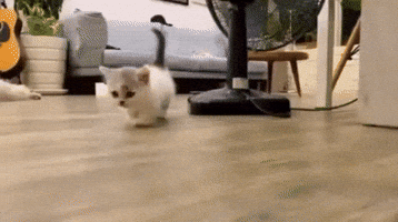 Cat GIF