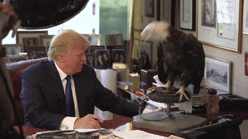 Political gif. At his desk, Donald Trump flinches and leans away from the flapping wings of a perched bald eagle nipping at desk objects. We get multiple zoom ins on his scared face.