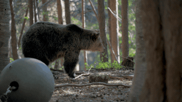 Bear GIF