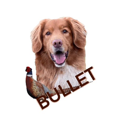 Bullet Bulletthedog Dog Bulletthehero Huntingdog Hunterdog Hunting Sticker