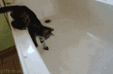 scared cat GIF